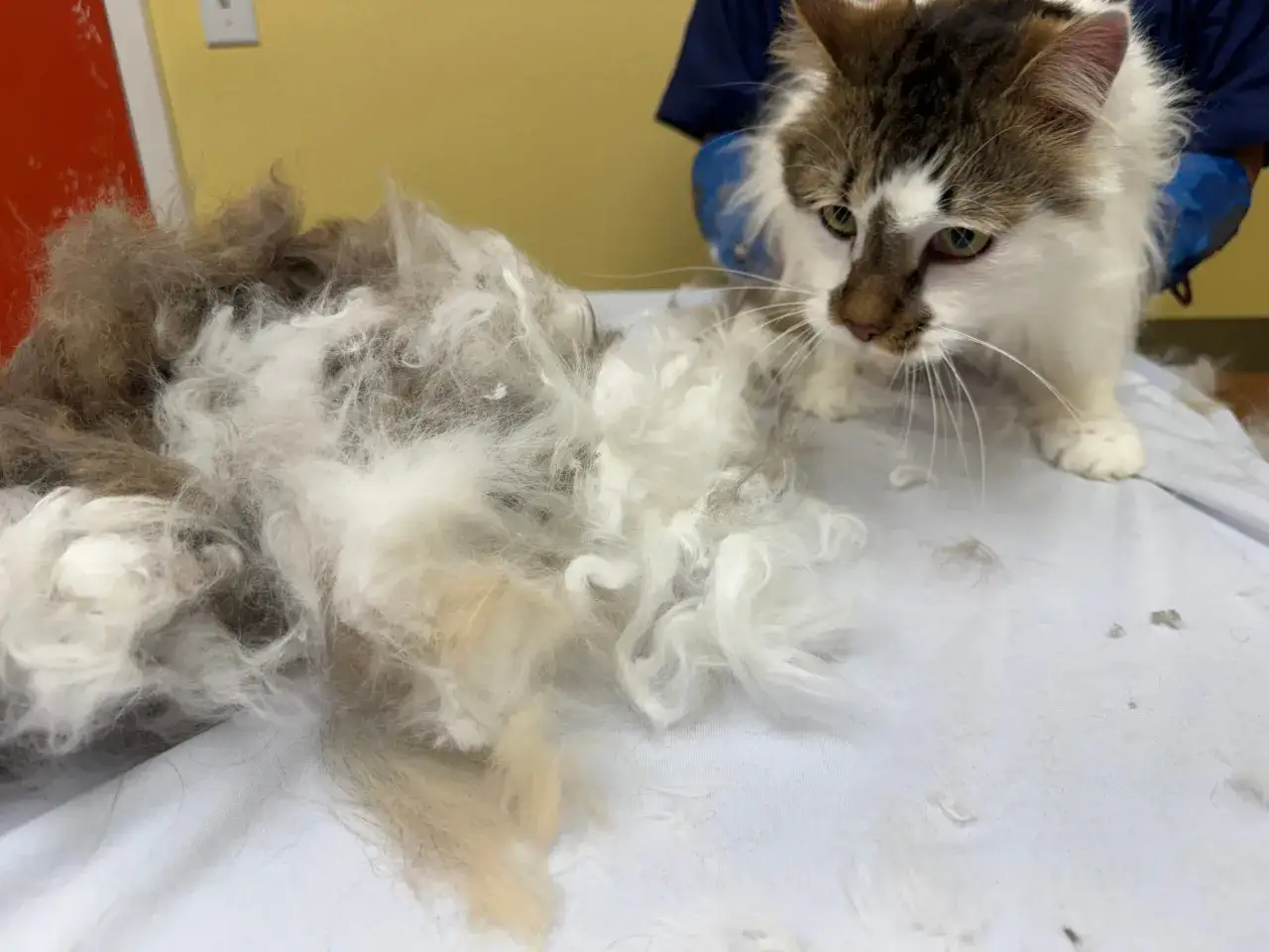 Un gato blanco y marr&oacute;n mira una gran pila de bolas de pelo de gato que le han quitado.