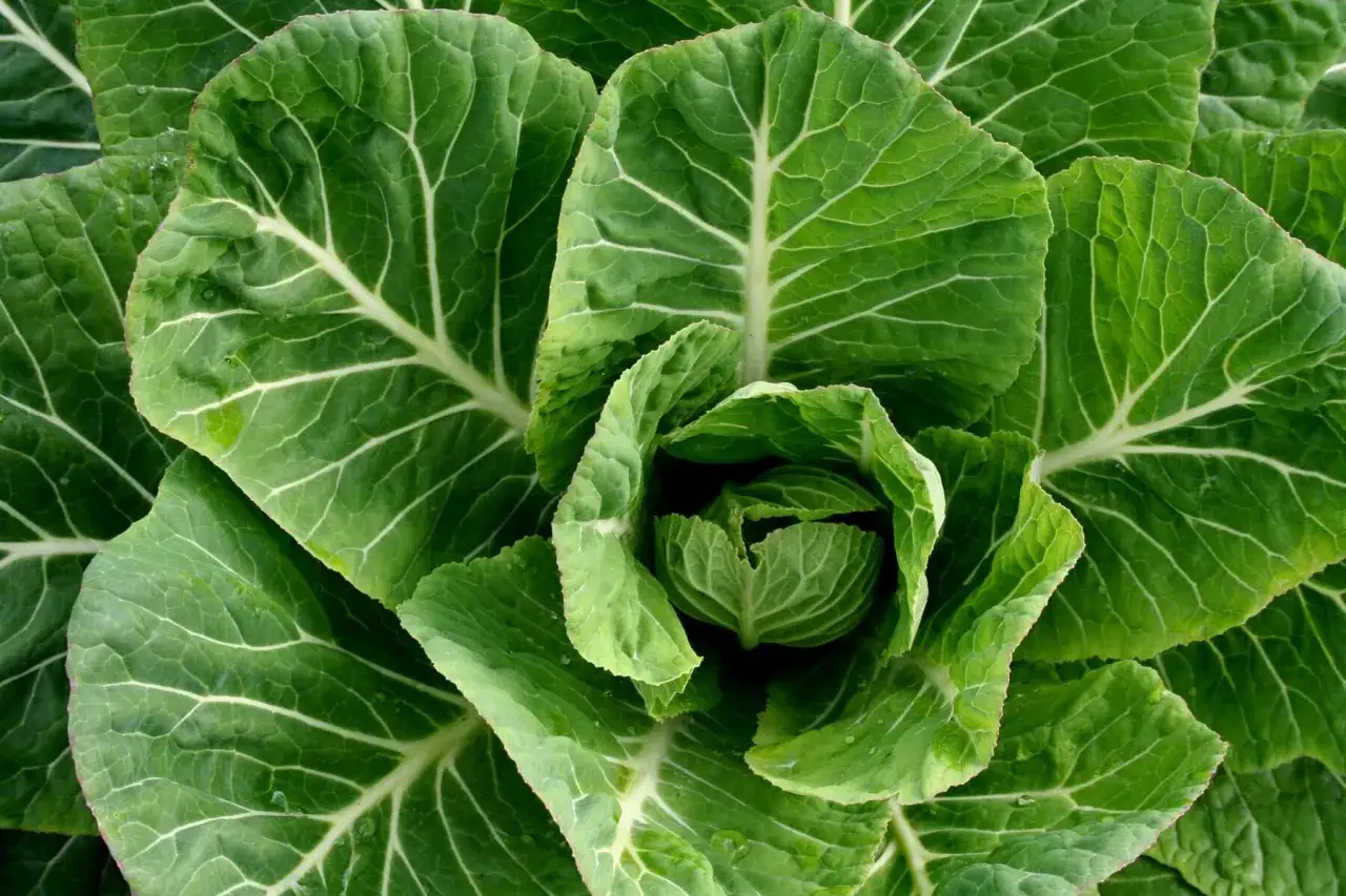 Close-up of vibrant green collard greens, showing the best time when to harvest collard greens for peak flavor and texture.