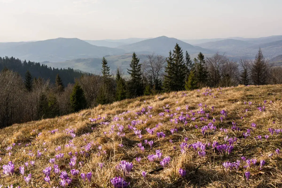 Wiosna na zboczu, gdzie jest Turbacz, kwitną krokusy. W tle góry i las.