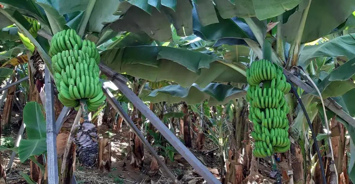 plantacje bananów Madera Wyspy Kanaryjskie turystyka