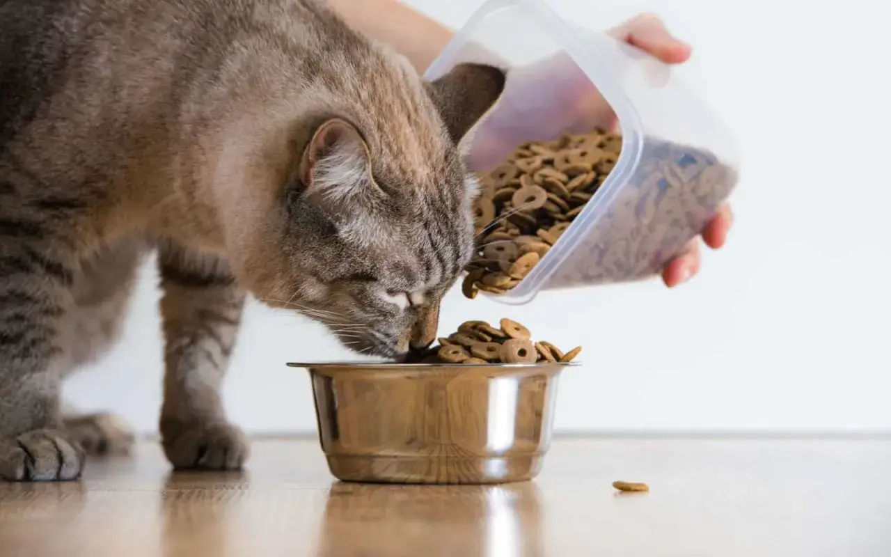 Un chat tigré savoure sa gamelle remplie de croquettes. Une main verse de la nourriture pour une alimentation mixte chat équilibrée.