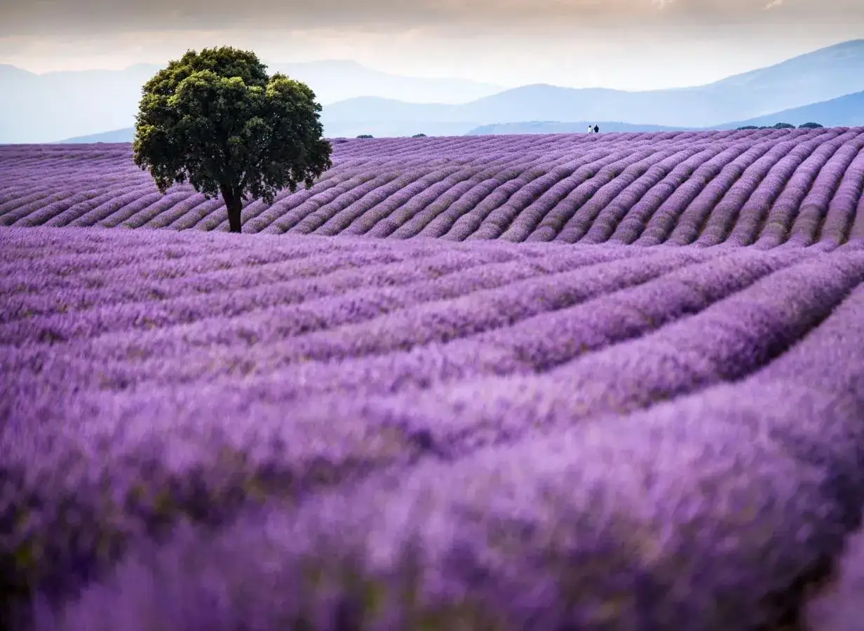 Un árbol solitario se alza sobre los ondulantes campos de lavanda de Brihuega, con dos figuras paseando al fondo.
