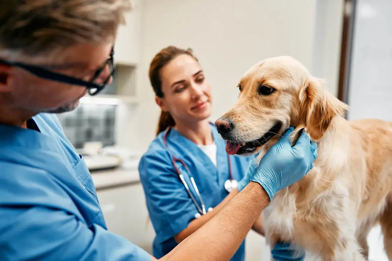 Veterinari esaminano un cane con diarrea. Il cane sembra un po' giù, ma i veterinari sono attenti.
