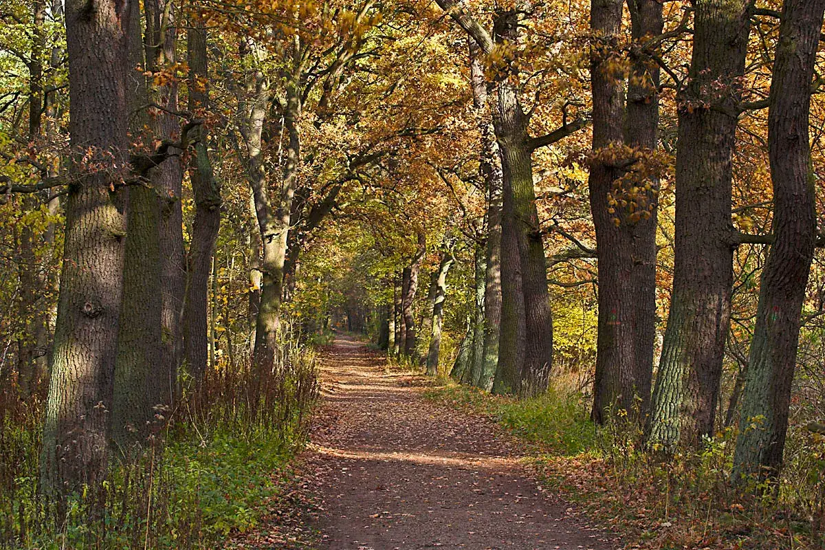 Herbstlicher Weg im Spandauer Forst, ges&auml;umt von alten Eichen und buntem Laub.