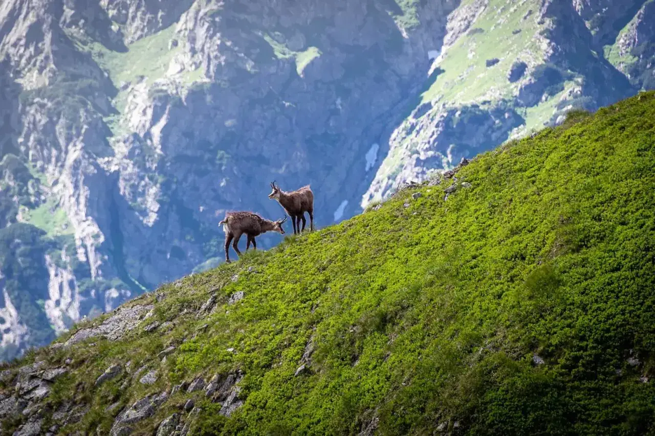 Zwei Gämsen auf einem steilen, grünen Hang in den Alpen. Die majestätischen Tiere genießen die frische Bergluft.