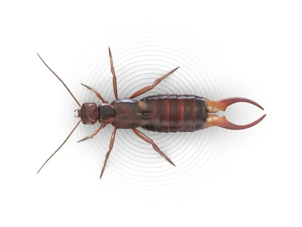 Un insecto tijereta de color marrón rojizo, con antenas largas y pinzas distintivas en su abdomen, se muestra sobre un fondo blanco con círculos concéntricos.