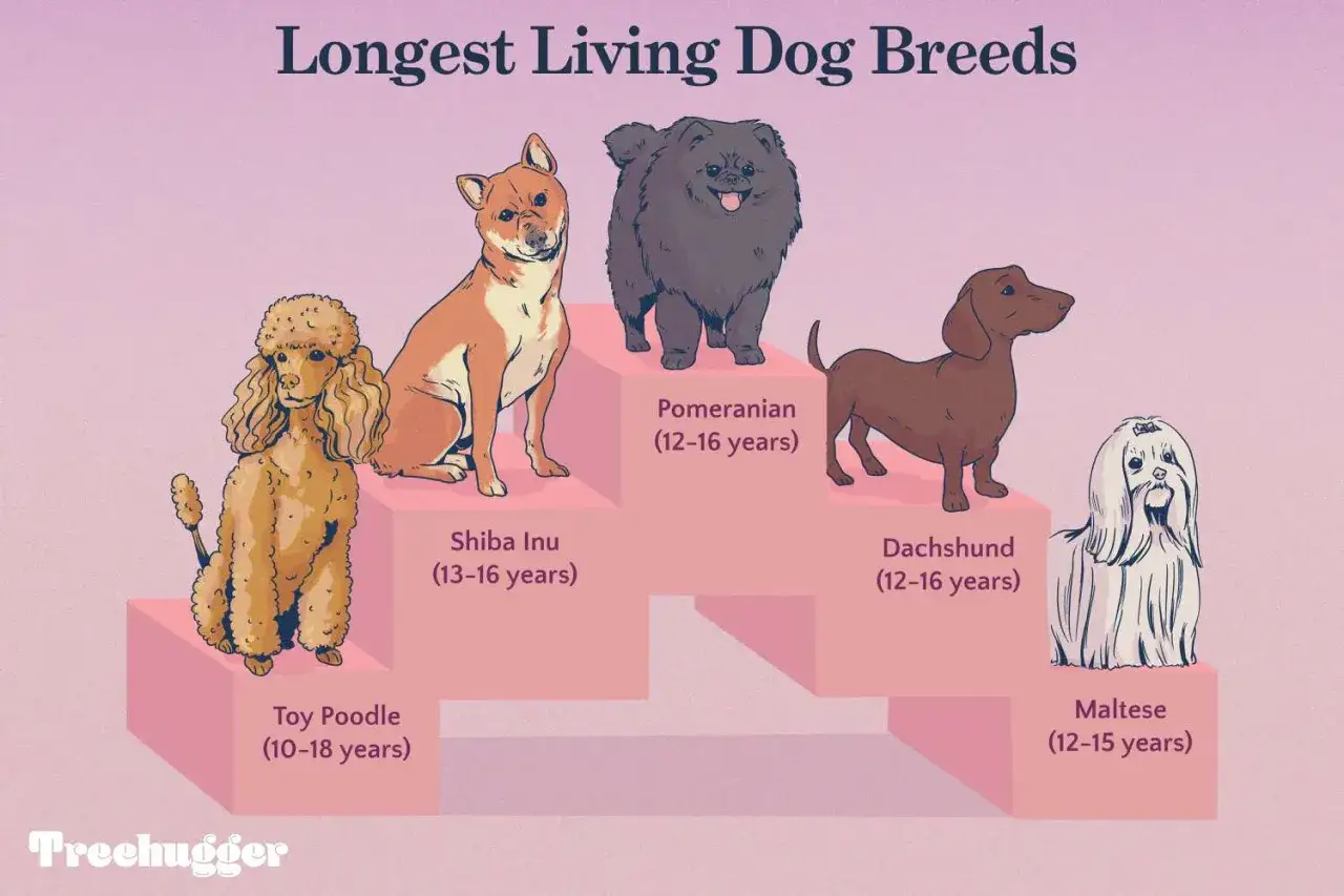 Ilustración de razas de perros con mayor longevidad: Toy Poodle, Shiba Inu, Pomeranian, Dachshund y Maltese. El Toy Poodle es el perro mas longevo.