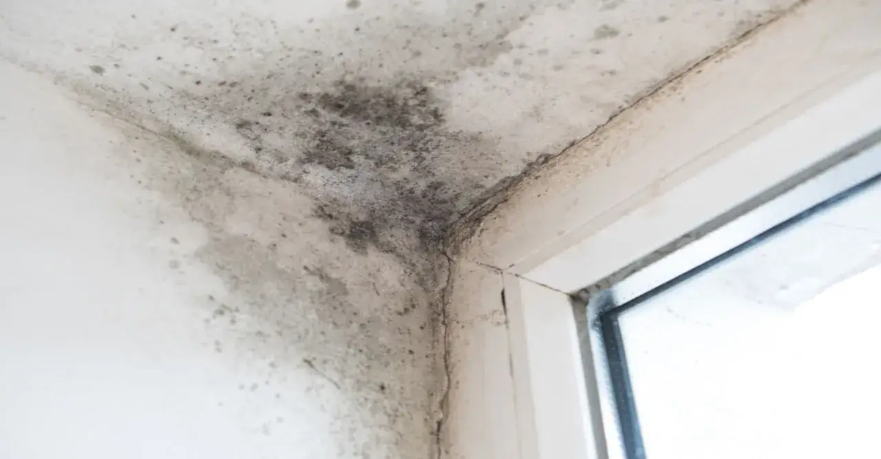 Ciemne plamy pleśni na rogu ściany i przy oknie, przypominające ukryte miejsca w oczyszczaczu powietrza, w których gromadzi się pleśń.