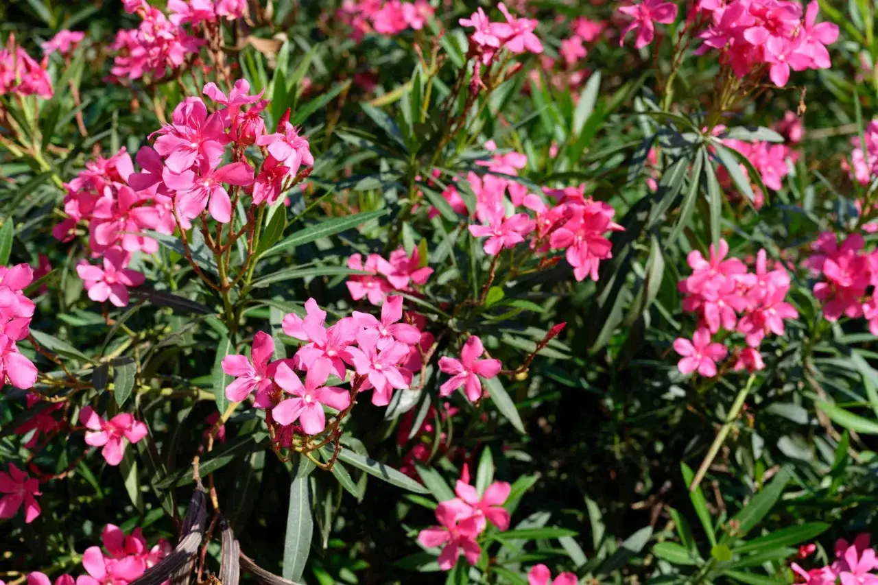 Un buisson de laurier rose en pleine floraison, ses fleurs roses vives contrastant avec le feuillage vert fonc&eacute;.