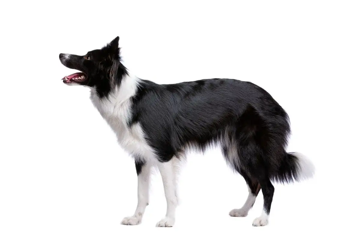Border Collie sierść budowa podszerstek włos okrywowy