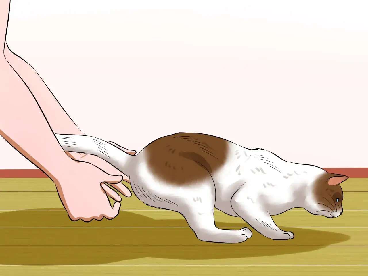 Une main saisit doucement la queue d'un chat blanc et brun, montrant une étape pour comment porter un chat en toute sécurité.