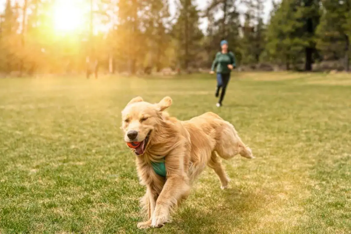 Un perro hiperactivo, un golden retriever, corre feliz por el césped con una pelota en la boca, mientras una persona corre detrás.