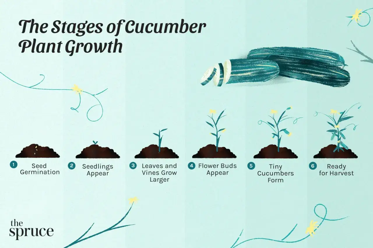 L'évolution de la plante de concombre, de la germination à la récolte, illustrée en six étapes.