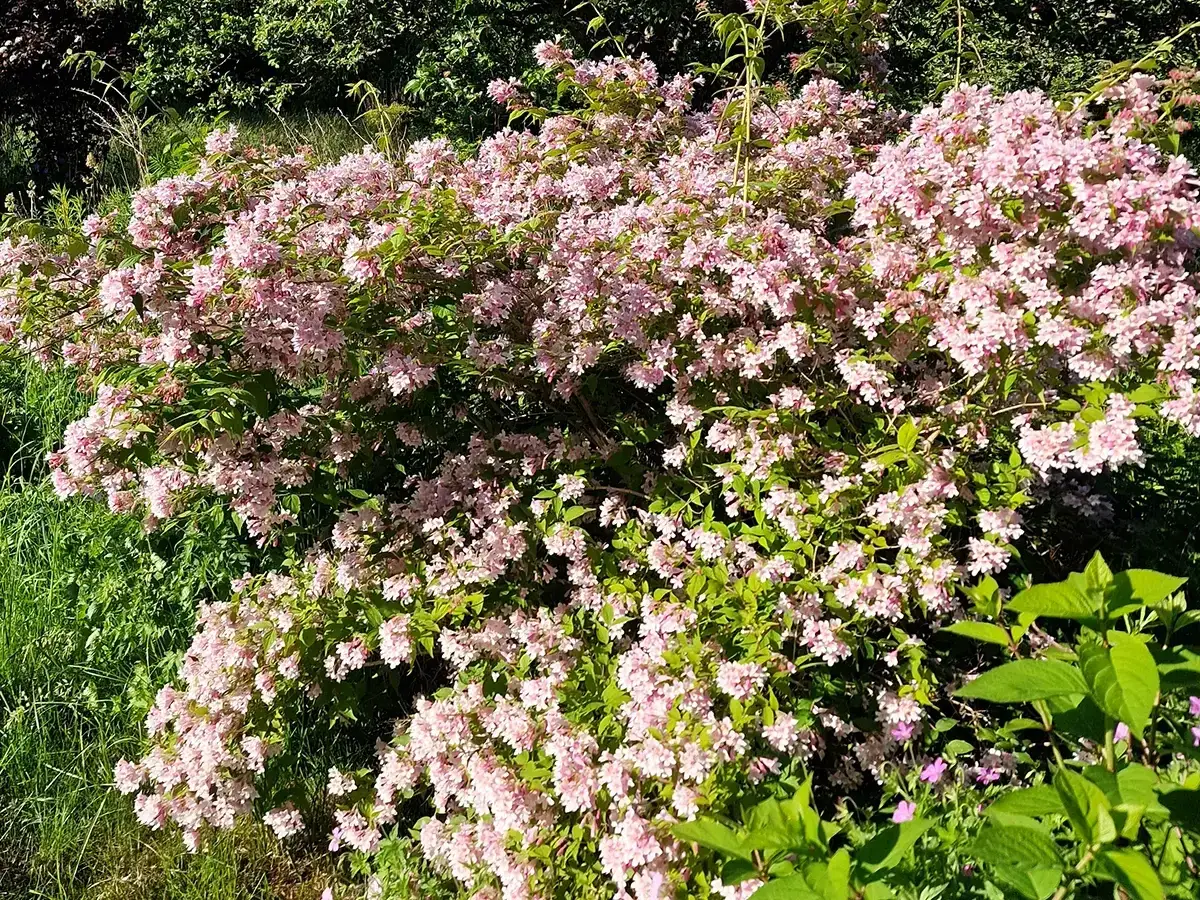 En frodig paradisbuske blommar med tusentals ljusrosa blommor. En riktig dr&ouml;m f&ouml;r fj&auml;rilar och bin.