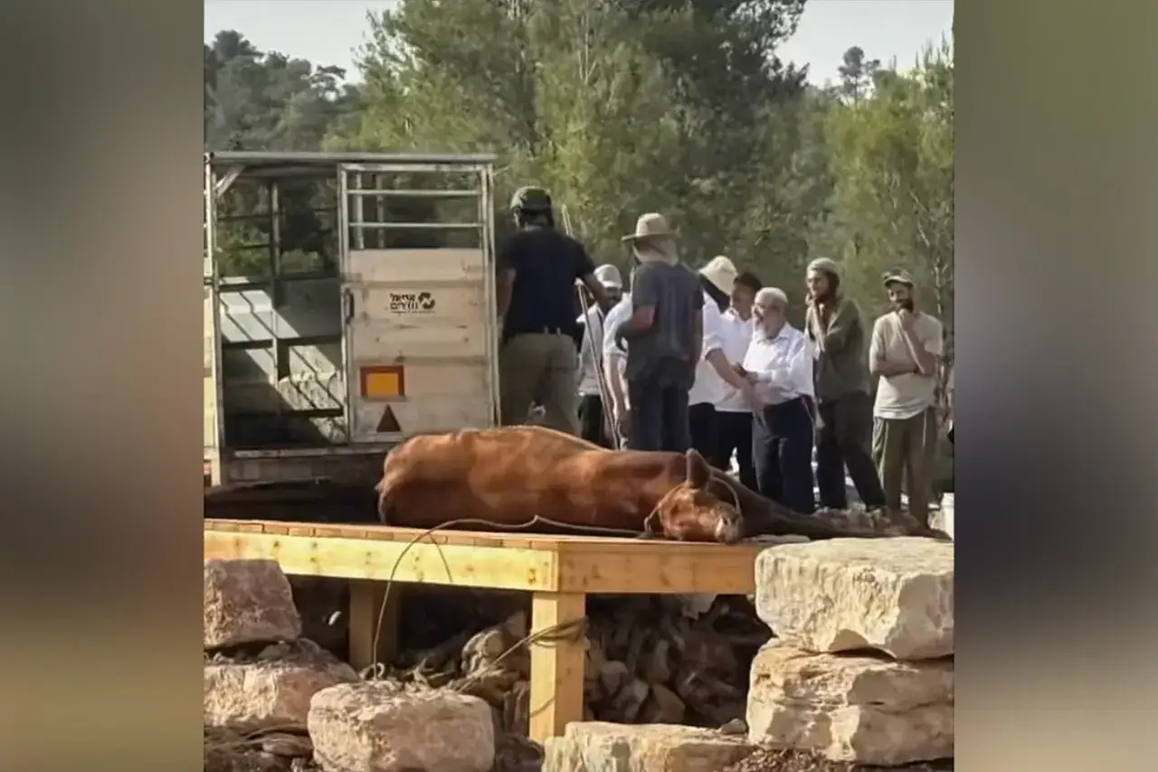 Eine rote Kuh liegt auf einer Holzplattform neben einem Anh&auml;nger in Israel. M&auml;nner in traditioneller Kleidung beobachten die Szene.