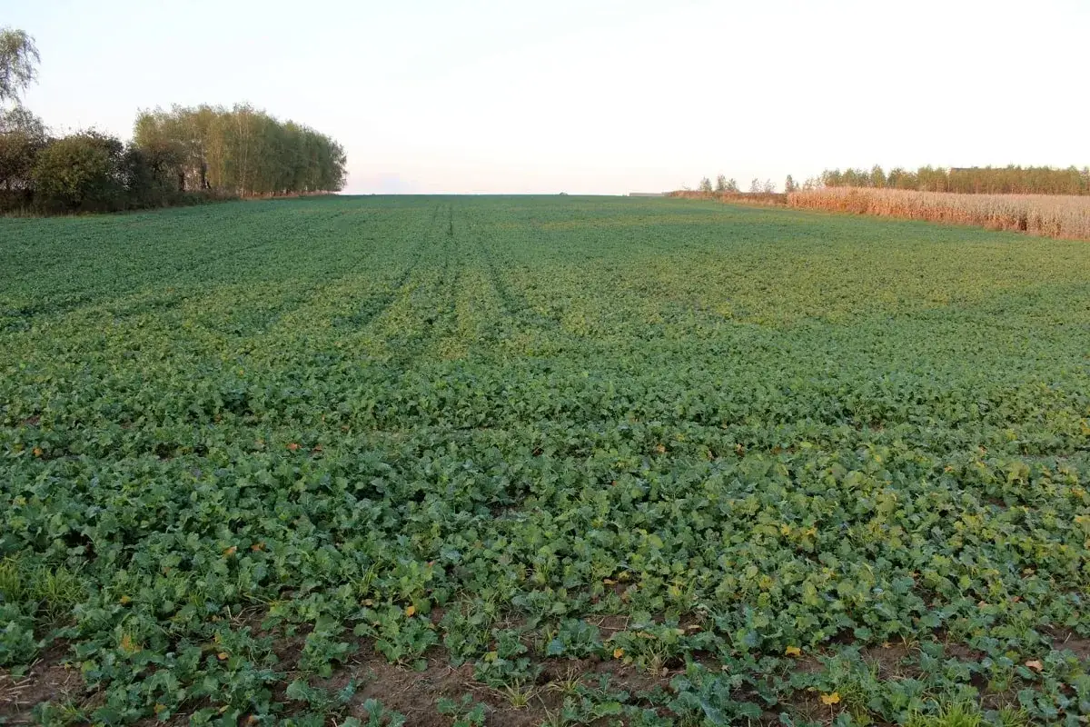 Zielone pole rzepaku, część ekoschematu, rozciąga się po horyzont. W oddali widać drzewa i pole kukurydzy.