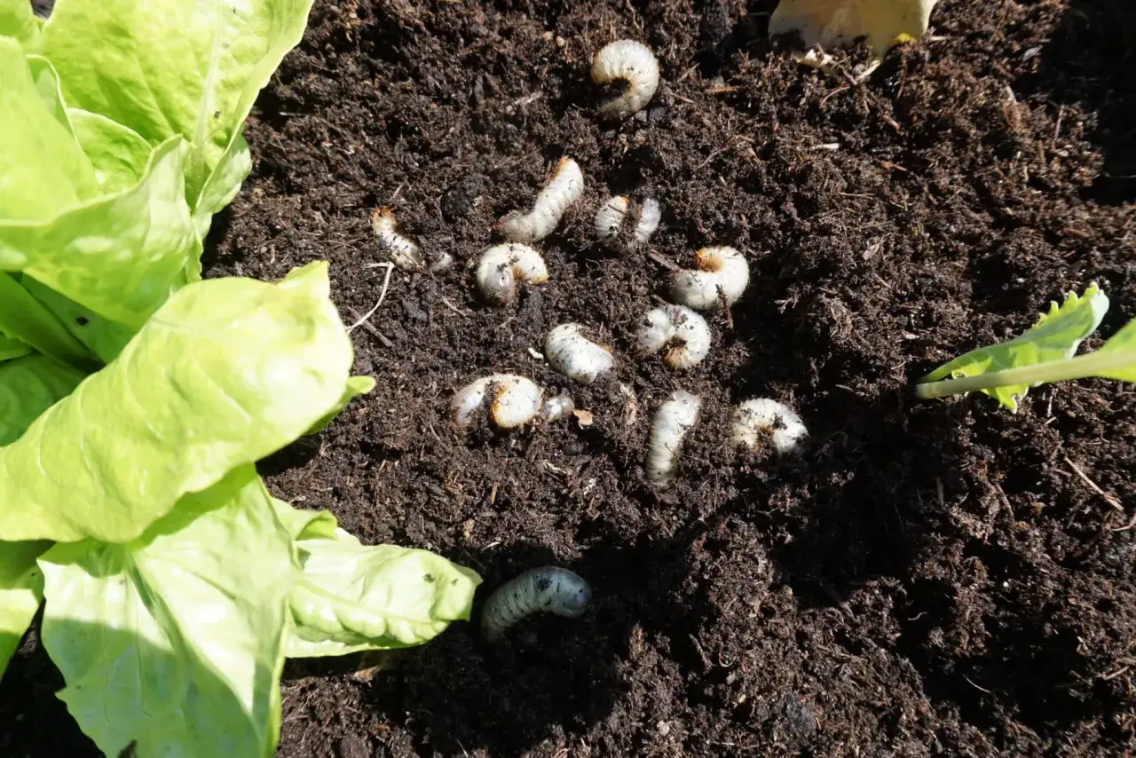 Engerlinge im Hochbeet: Viele weiße Larven tummeln sich im dunklen Erdreich neben frischem Salat.