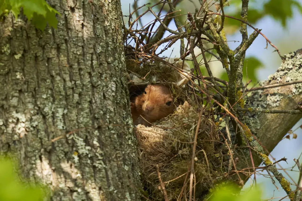 Ein Eichhörnchen lugt neugierig aus seinem gemütlichen Kobel, einem kunstvoll aus Zweigen und Moos gebauten Nest, das sicher in einem Baumstamm versteckt ist.