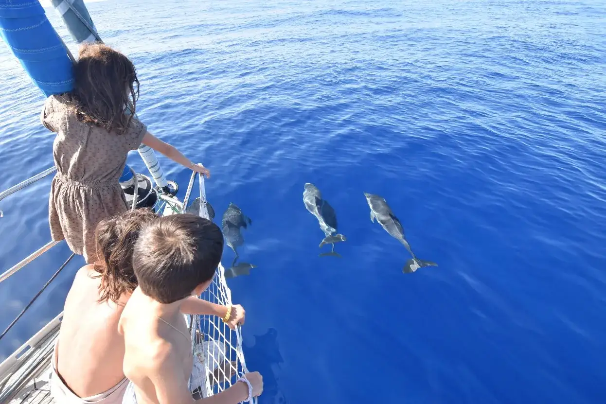 Enfants émerveillés observant des dauphins lors d'une traverse atlantique.