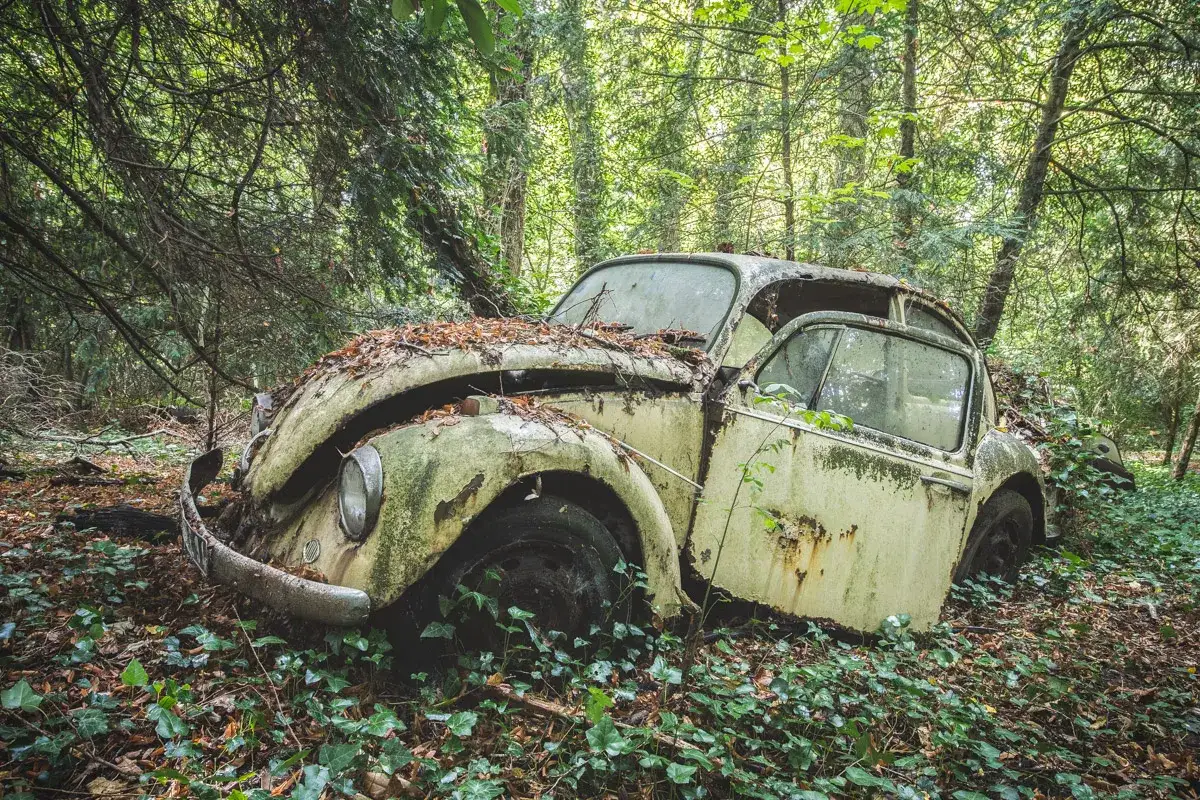 Vieille voiture rouill&eacute;e, envahie par la v&eacute;g&eacute;tation, au milieu d'une for&ecirc;t dense. Un v&eacute;ritable cimeti&egrave;re de voiture o&ugrave; la nature reprend ses droits.
