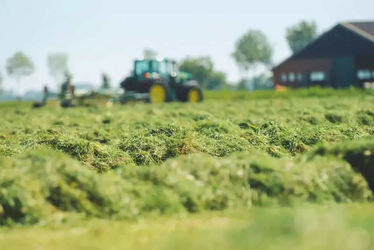 Świeżo skoszona trawa na łące, traktor w tle. Widać, ile trawy na hektar łąki można zebrać.