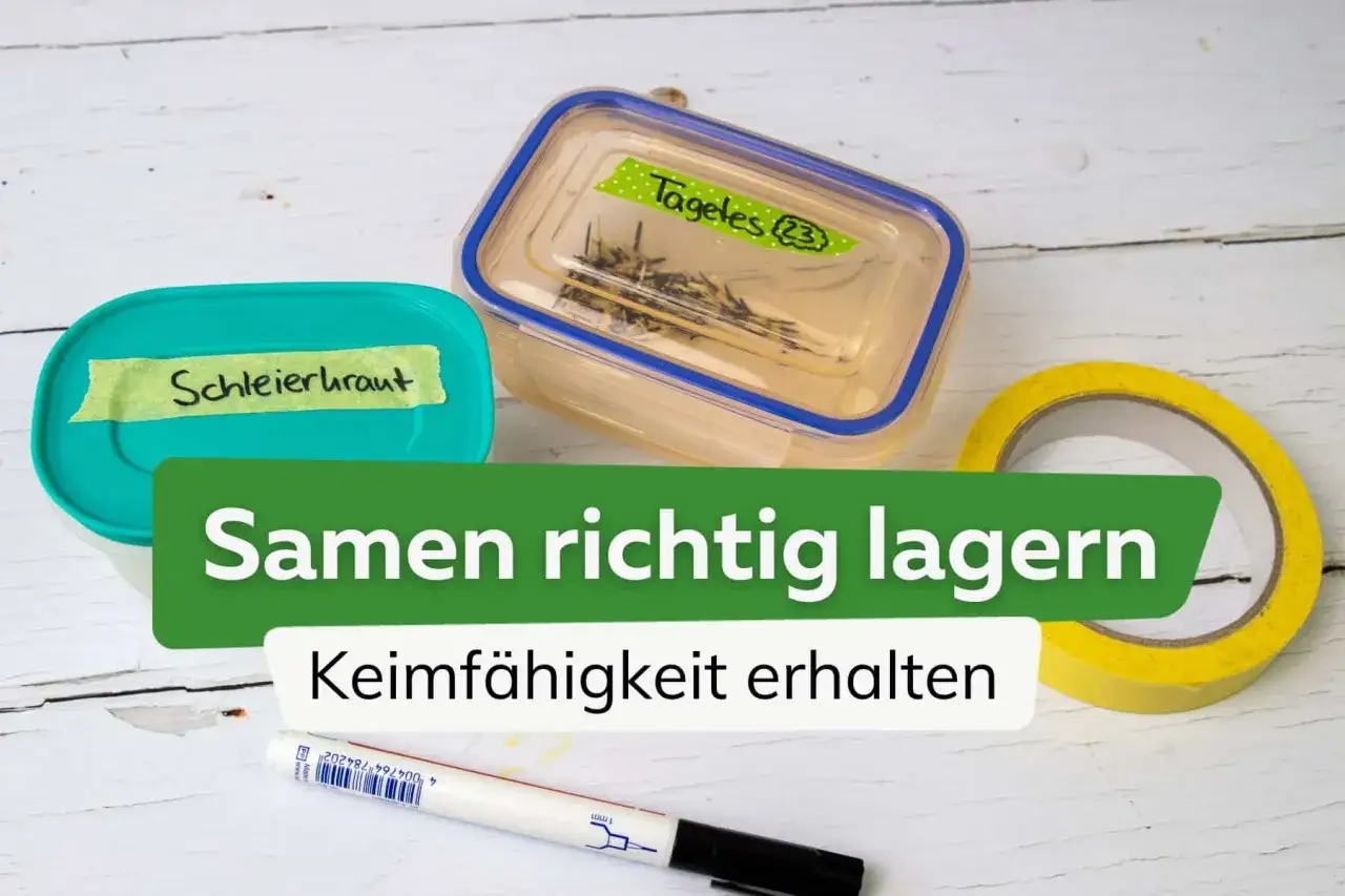Samen richtig lagern: Behälter mit Schleierkraut und Tagetes (23) sind beschriftet. So können Sie Ihre wertvollen Samen zusammen aufbewahren und die Keimfähigkeit erhalten.