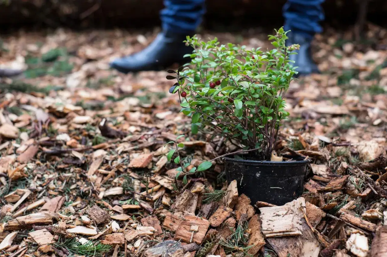 Ein kleiner Strauch mit roten Beeren steht bereit, um heidelbeeren zu pflanzen. Blaue Gummistiefel im Hintergrund deuten auf Gartenarbeit hin.