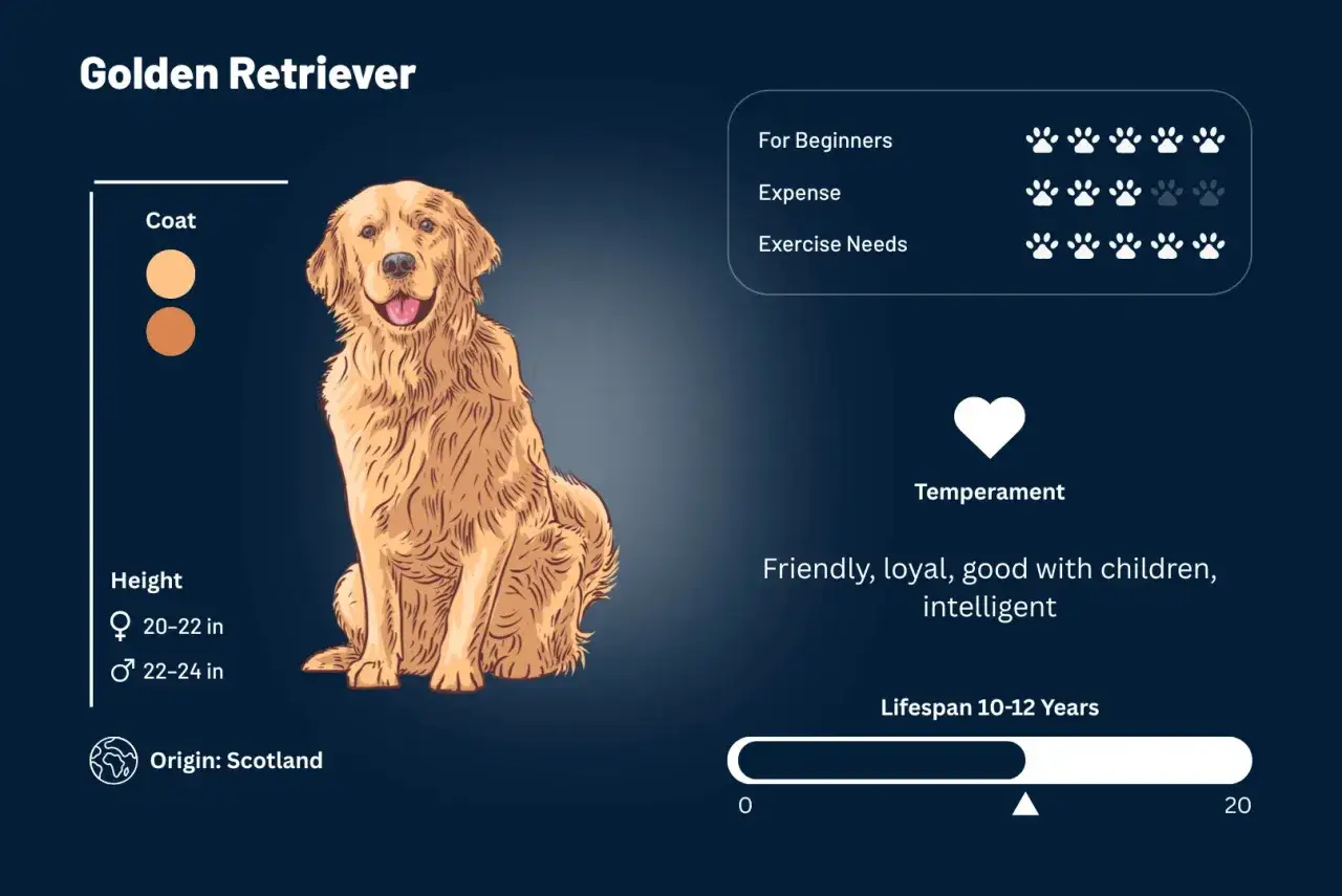 Złoty retriever, przyjazny i inteligentny pies, idealny dla początkujących. Pochodzi ze Szkocji.