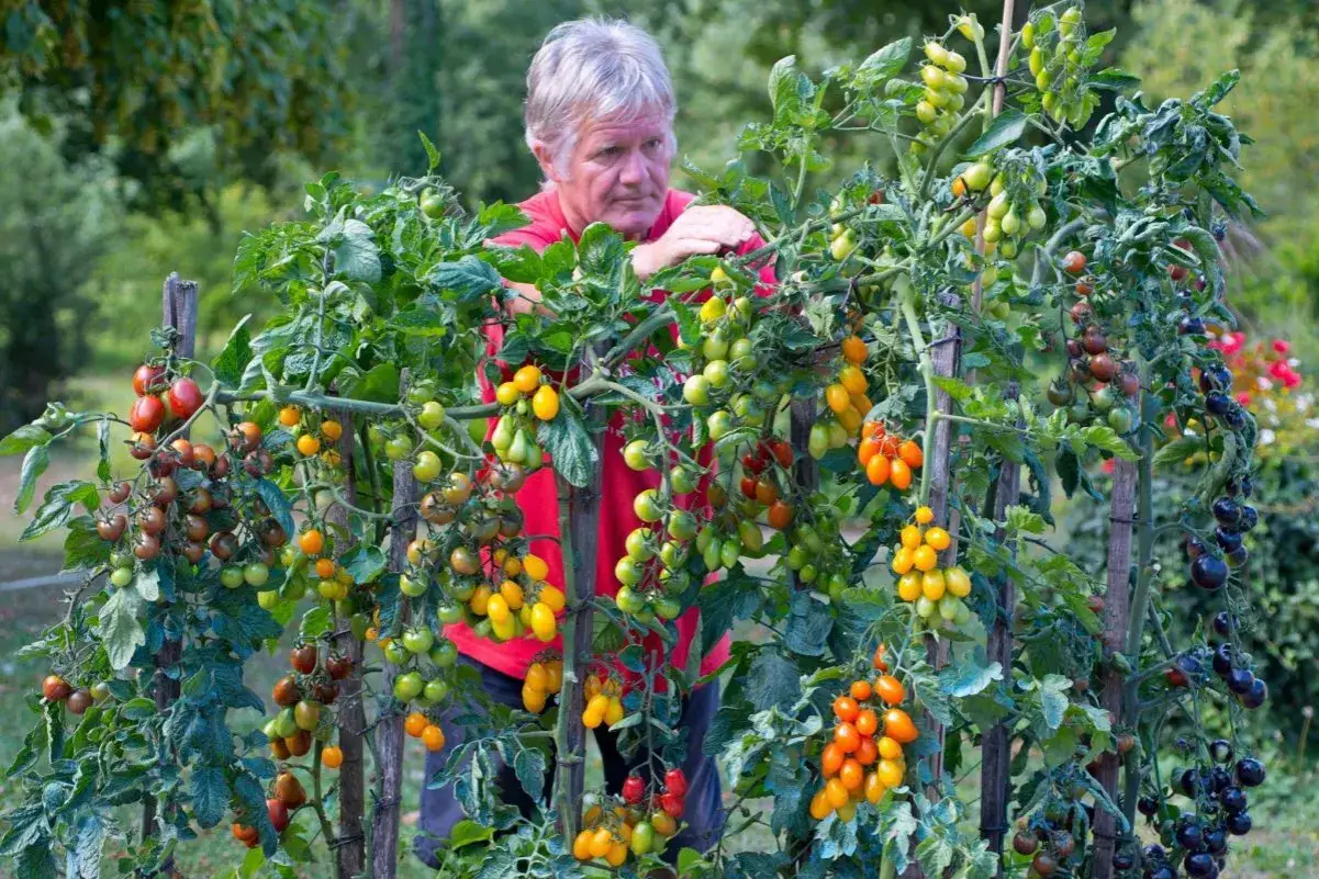 Un homme en chemise rouge observe des plants de tomates chargés de fruits multicolores, prêts à tailler les tomates.