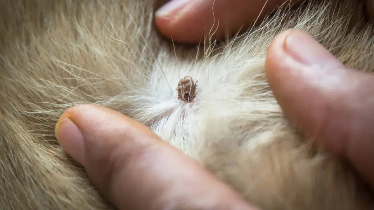 Gros plan sur un tique attaché à la peau d'un animal. Des doigts humains s'approchent pour enlever un tique sans pince.