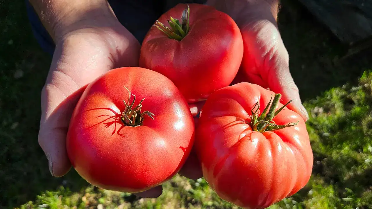Manos sostienen tres tomates rojos, ricos en licopeno, listos para ser disfrutados.