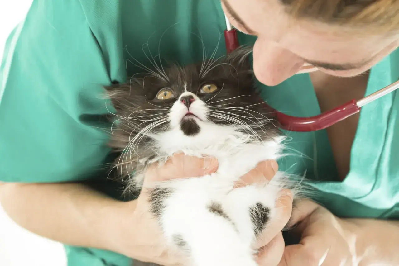 Un chaton noir et blanc, aux grands yeux jaunes, est examiné par un vétérinaire. Il semble avoir des symptômes de coryza.