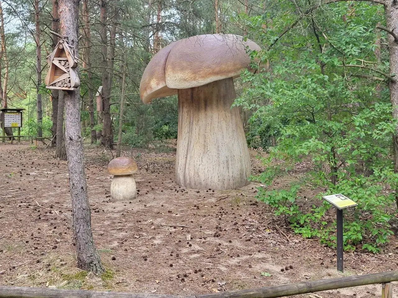 Gigantyczne grzyby w Puszczy Noteckiej, obok domki dla owadów i tablica informacyjna.