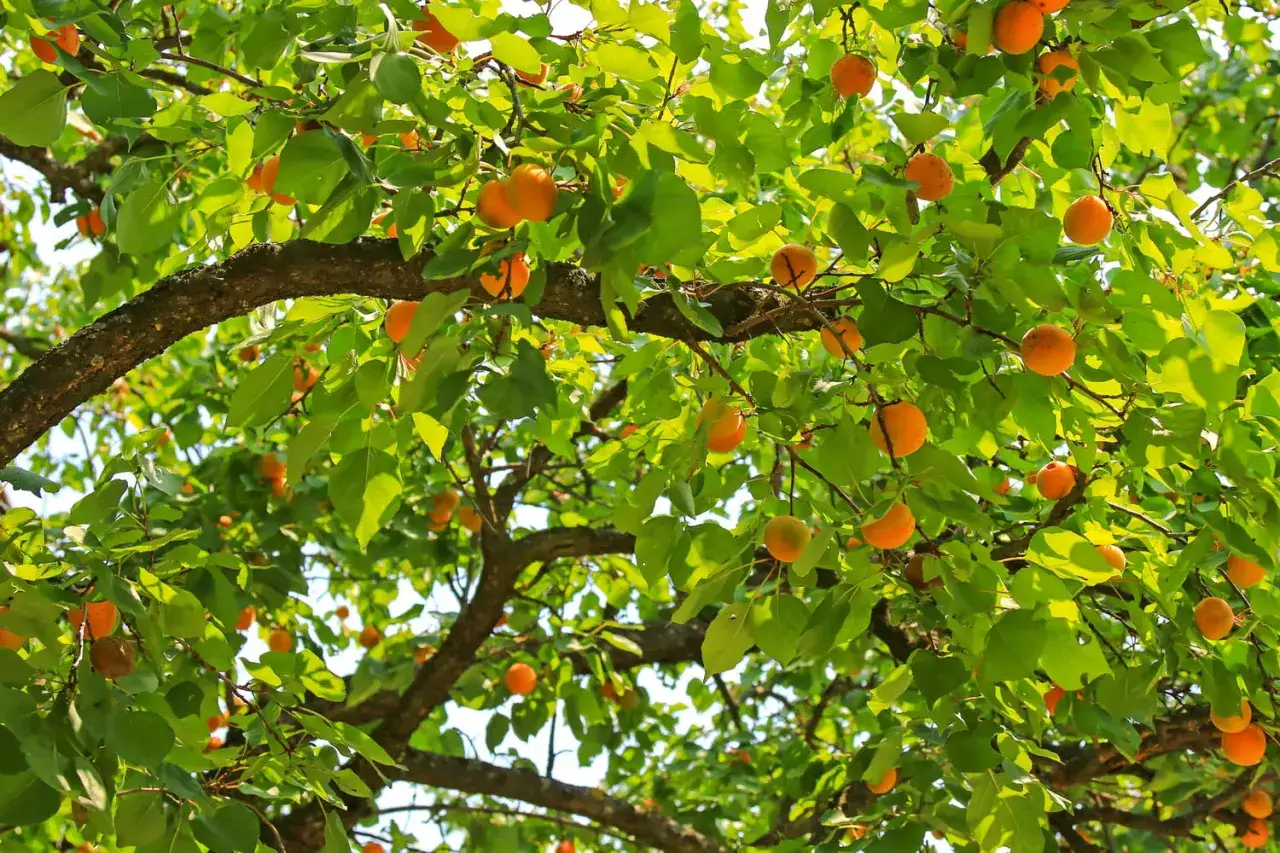 Un abricot arbre chargé de fruits mûrs, leurs couleurs vives contrastant avec le feuillage vert luxuriant.