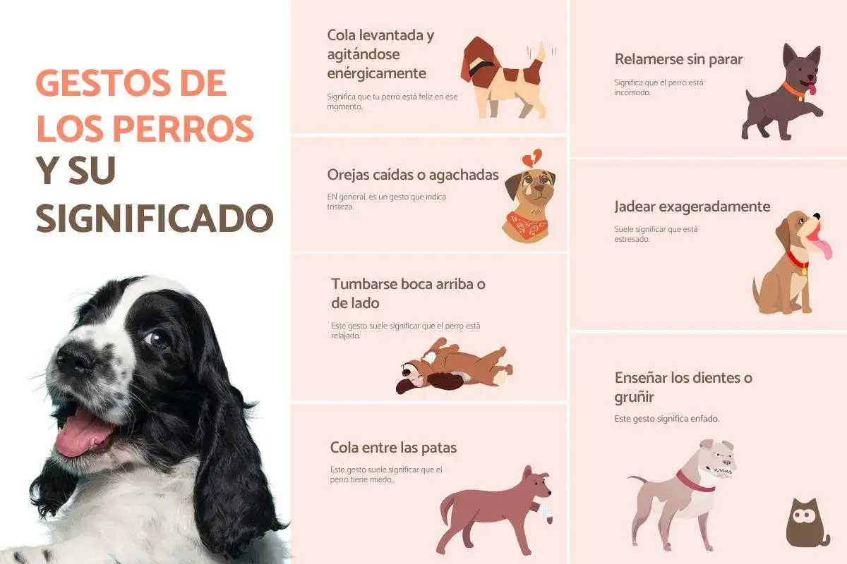 Un Cocker Spaniel negro y blanco mira a la cámara, con la boca abierta y la lengua fuera, como si los perros sonríen. El resto de la imagen muestra ilustraciones de perros y sus significados.