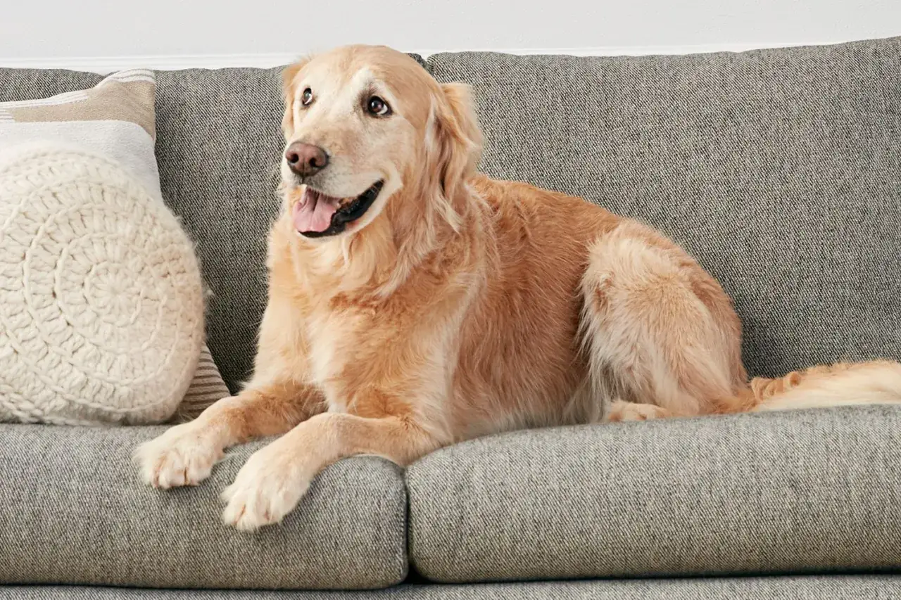 Perro golden retriever con ojos de ballena, recostado en un sof&aacute; gris junto a cojines.
