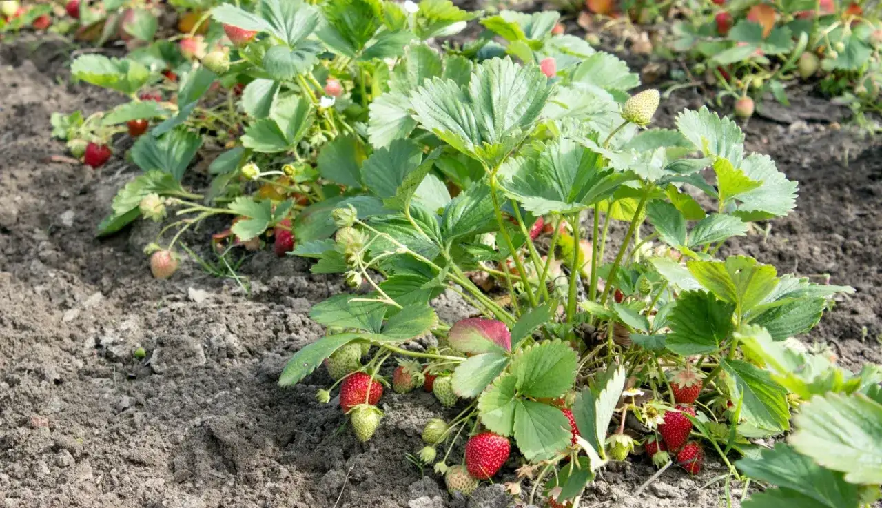 truskawki sadzonki wiosna jesień porównanie