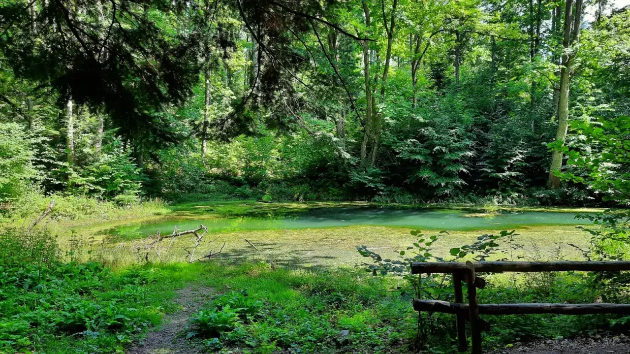 Zielona tafla wody, porośnięta roślinnością, otoczona gęstym lasem. To beskidzkie Morskie Oko, ukryte w cieniu drzew.