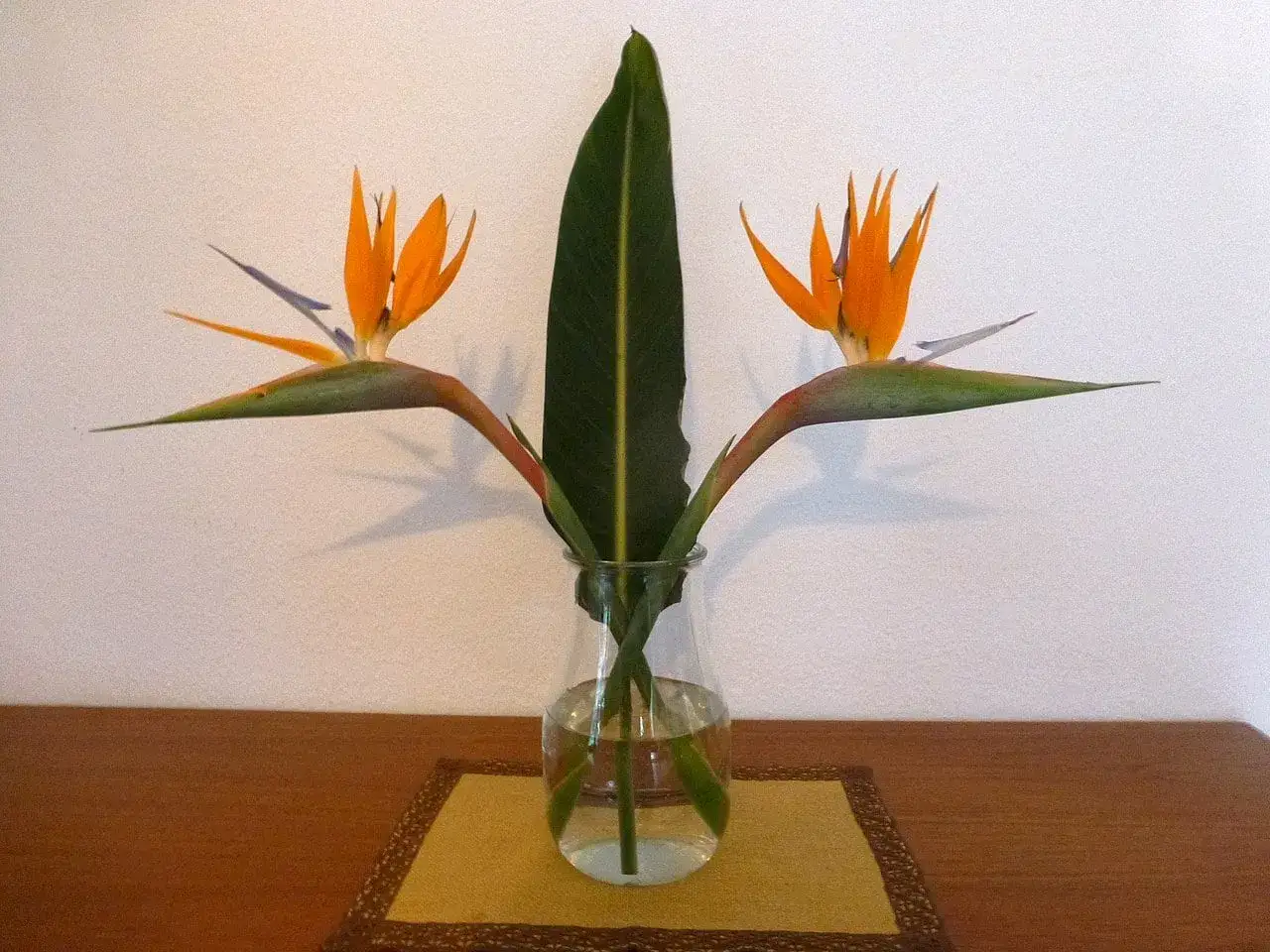 Zwei exotische Strelitzien-Blüten mit einem großen Blatt in einer Glasvase. Perfekt für die Strelitzie Pflege.