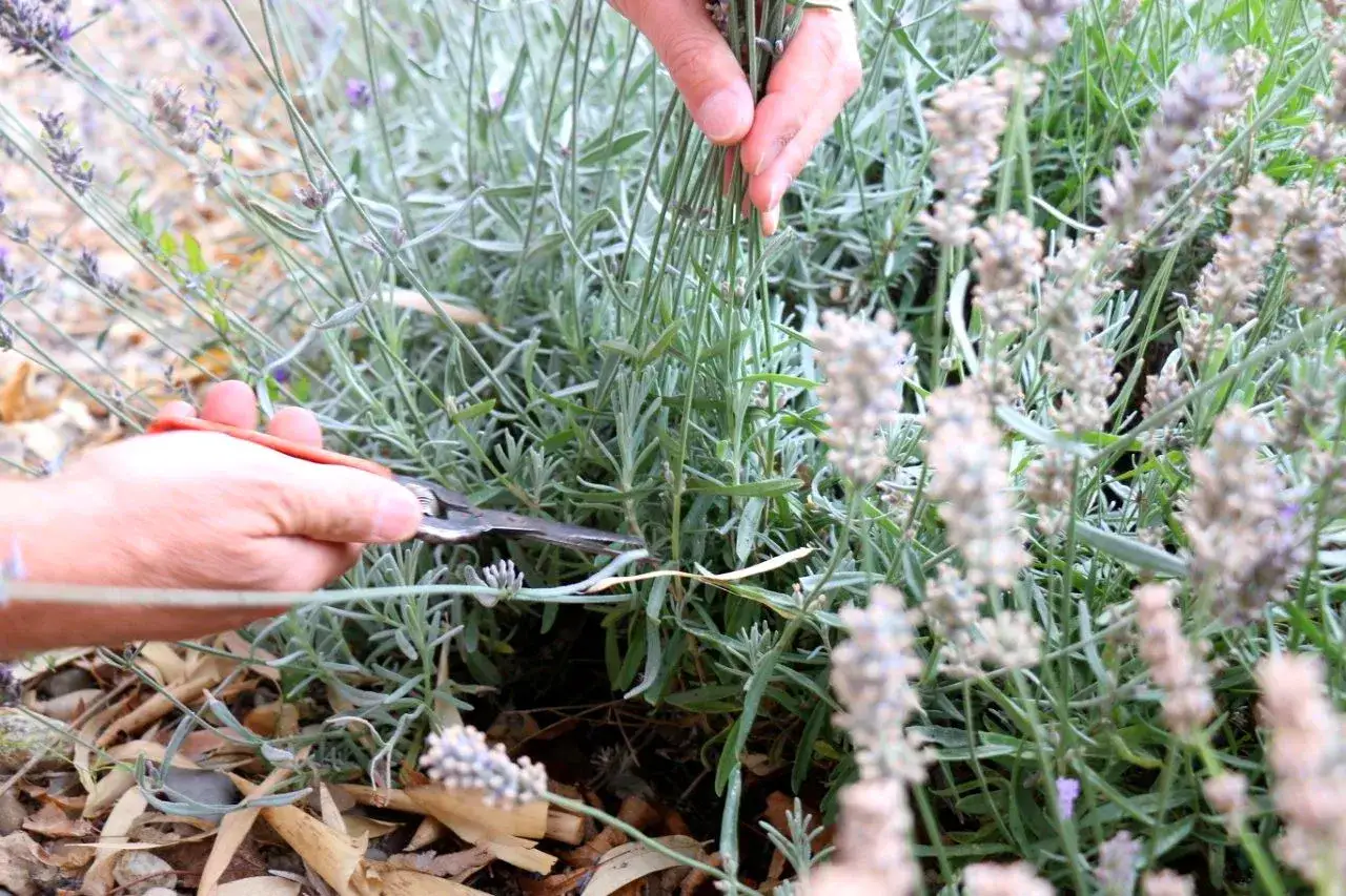 Hände schneiden mit einer Schere Lavendel. Die Zweige sind grün und die Blütenstände sind noch klein.