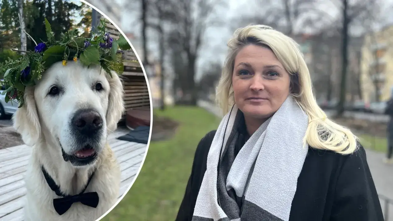 En hund med blomsterkrans och fluga, redo för fest. Kanske en symbol för delad vårdnad hund, där båda parter vill det bästa för hunden.