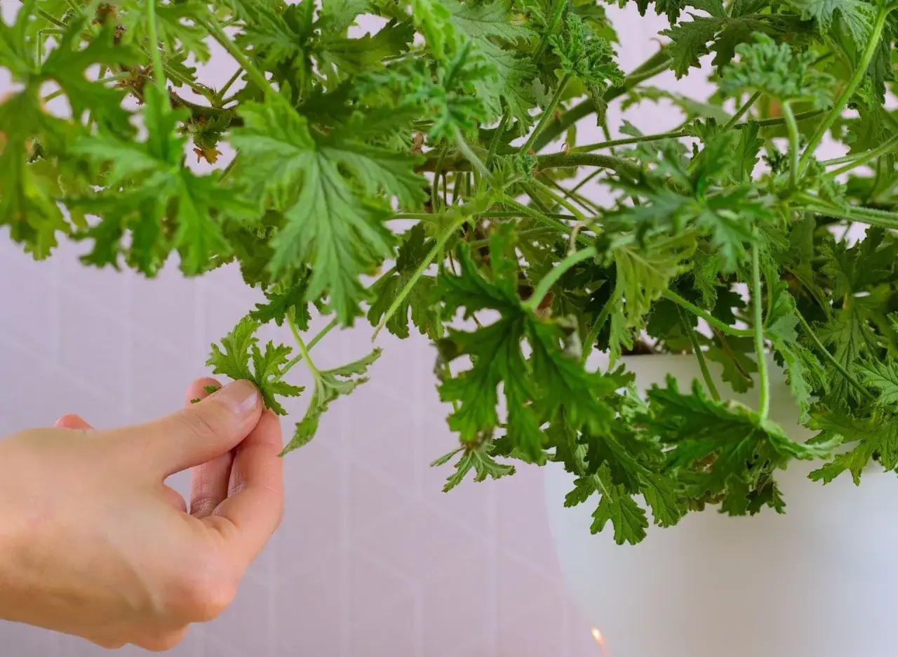 Dłoń zbiera liście geranium, które posłużą do przygotowania nalewki z geranium na stawy.