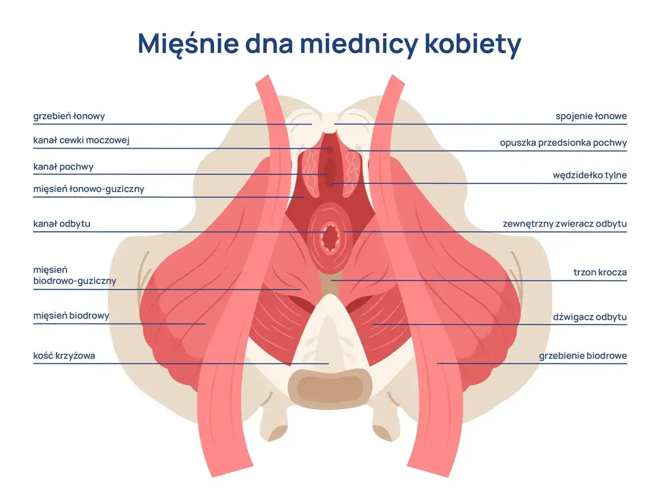 Ilustracja przedstawia mięśnie dna miednicy kobiety, w tym kanał cewki moczowej, pochwy i odbytu, wspierające narządy miednicy mniejszej.