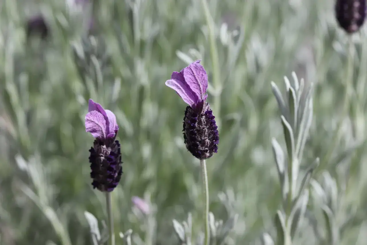 Deux fleurs de lavande d'Afghanistan aux teintes violettes et lilas, aux propri&eacute;t&eacute;s apaisantes, se dressent sur un fond flou de feuillage gris-vert.
