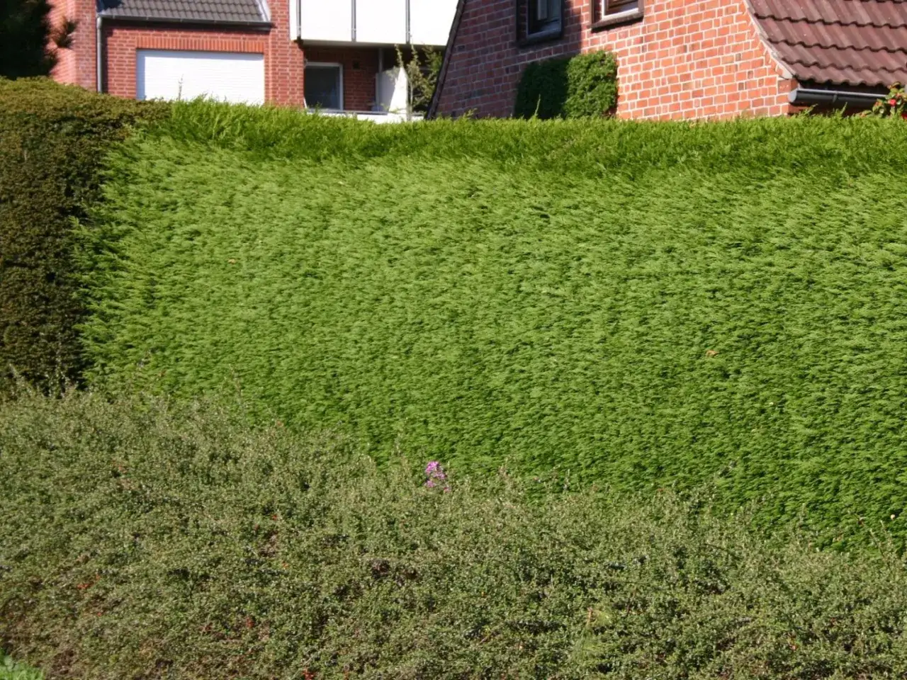 Ein frisch getrimmter Zypressenwall, bereit für das Zypressen schneiden. Dahinter ein Haus mit rotem Backstein.