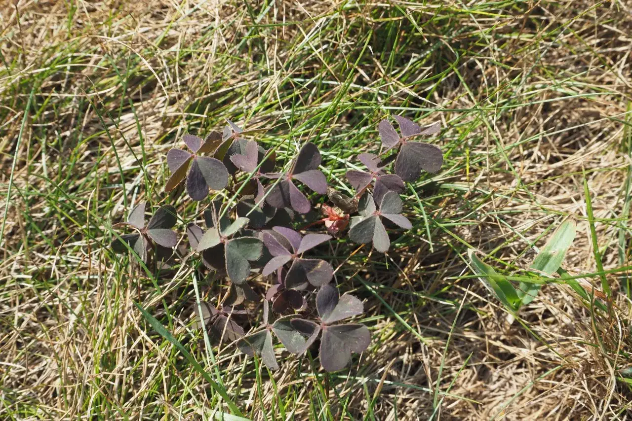 Ein B&uuml;schel dunkelroter Sauerklee w&auml;chst im trockenen Gras.