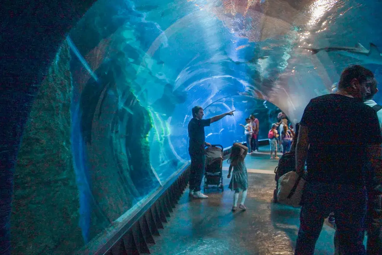 Ludzie spacerują pod wodą w tunelu, podziwiając ryby. Czy afrykarium i oceanarium to to samo? Nie, to różne atrakcje.