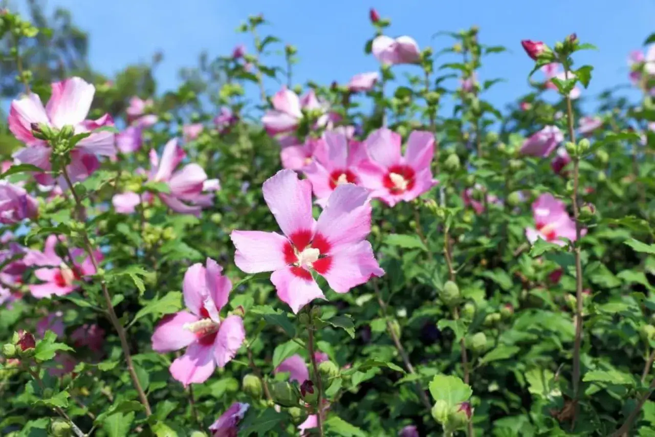 pielęgnacja hibiskusa po przesadzeniu