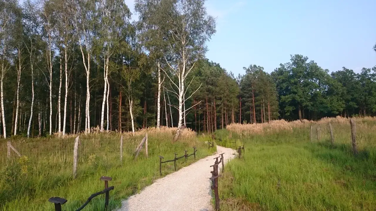 Szlak leśny w Raciborzu, z piaszczystą ścieżką wijącą się wśród drzew i traw.