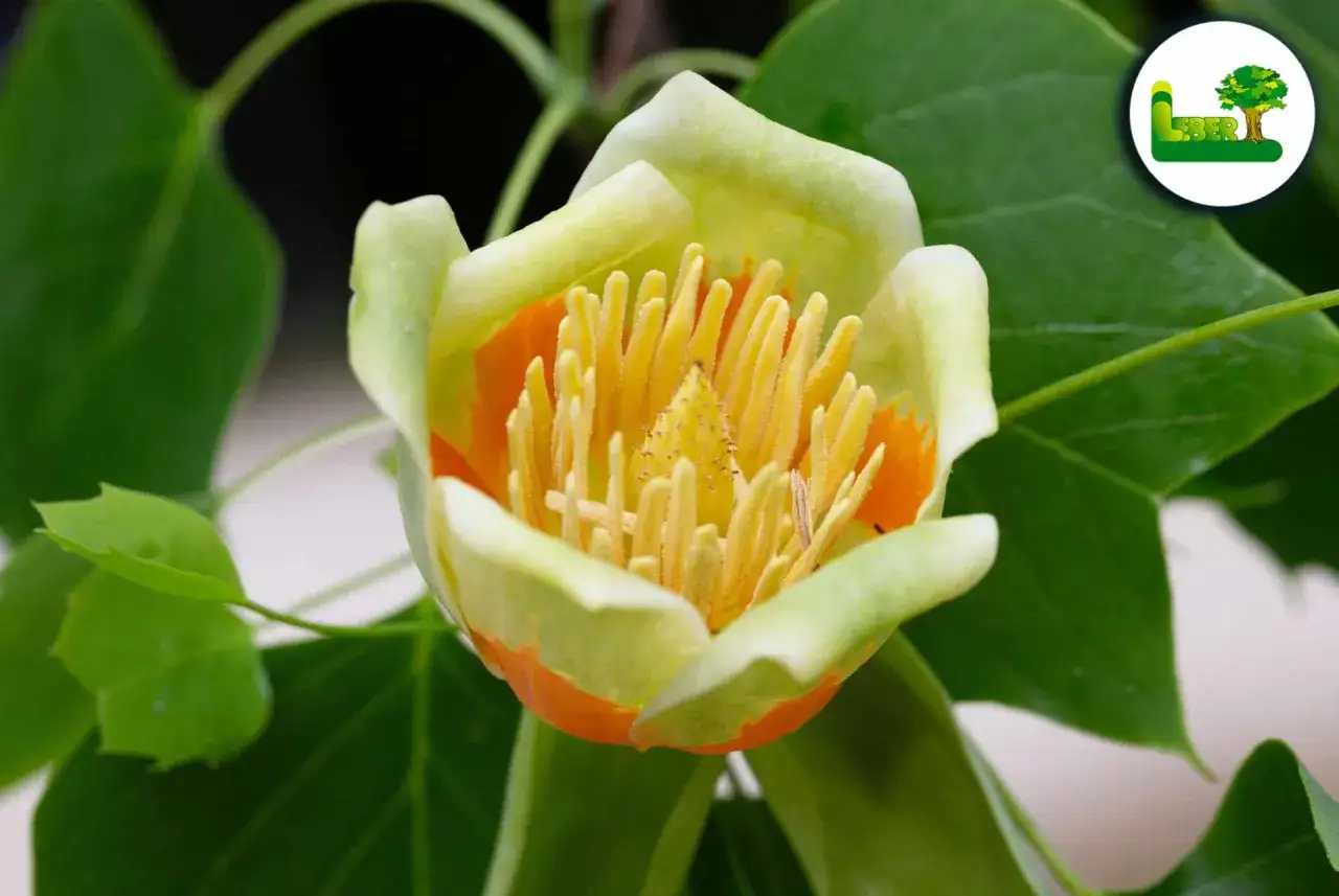 Nahaufnahme einer Tulpenbaum-Blüte mit gelben Staubgefäßen und orangefarbenen Blütenblättern. Trotz seiner Schönheit ist der Tulpenbaum giftig.